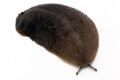 Laevicaulis alte Malaysia adult
